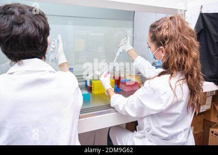 Zwei junge Wissenschaftlerinnen mit Gesichtsmasken während eines Experiments in einer laminaren Strömungshaube. Laborforschungskonzept. Stockfoto