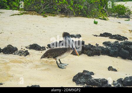 Brown Pelican steht am Sandstrand in Galapagos Stockfoto
