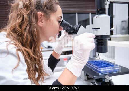Junge Wissenschaftlerin, die in einem Labor durch ein Mikroskop schaut. Laborforschungskonzept. Stockfoto