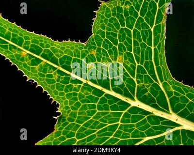 Wildsalat Mit Blatt In Backlite Stockfoto