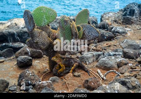 Land Iguana Entspannung unter einem Kaktus auf Galapagos Insel Stockfoto