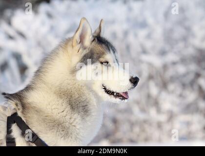 Siberian husky Stockfoto