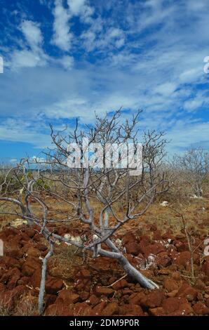 Blick auf North Seymour Island mit Schwerpunkt auf Kakteen und kargen Bäumen. Stockfoto
