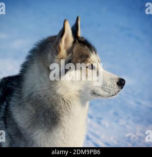 Husky im Winter Stockfoto