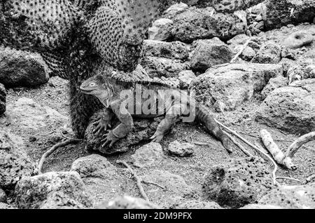 Land Iguana Entspannung unter einem Kaktus auf Galapagos Insel Stockfoto