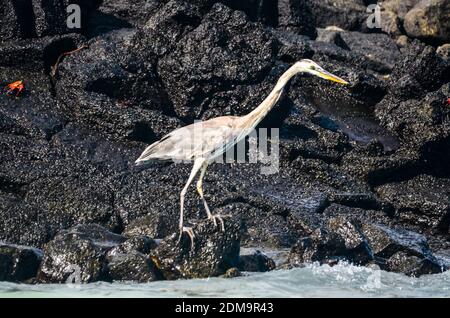 Heron thront am Rocky Beach auf der Suche nach Nahrung, mit Krebsen, die im Hintergrund die Felsen klettern. Stockfoto