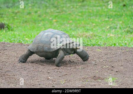 Galapagos Riesenschildkröte auf einem Feldweg im Parque Nacional Galápagos. Stockfoto