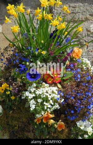 Schöner hängender Korb mit Frühlingsblumen Stockfoto