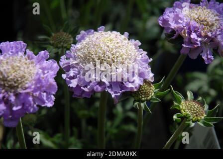 Schöne weiße und lila Blüten, Scabious Butterfly Blue Stockfoto