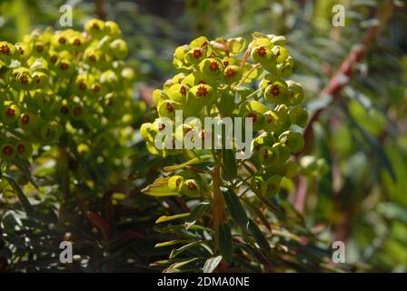 Martins Spurge, Baby Charm, auch bekannt als Euphorbia x martini Stockfoto