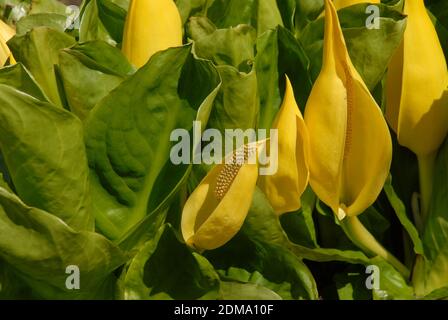 Gelbe Skunk Kohl blüht in Blüte, auch bekannt als Lysichiton Americanus Stockfoto