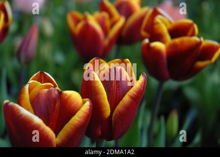 Schöne Triumph Tulpenblüten, bekannt als Tulipa Abu Hassan Stockfoto