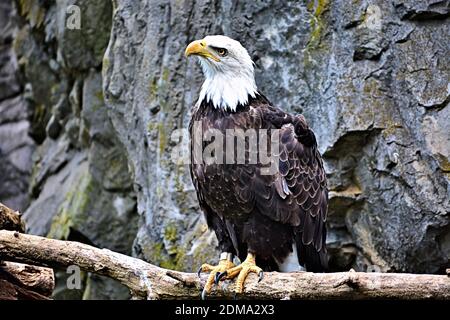 American Eagle thronte auf einem toten Baumstamm mit einer Klippe Im Hintergrund Stockfoto