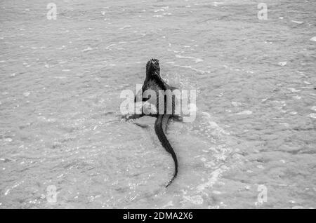 Iguana waten in den Ozean auf Galapagos Island, in schwarz und weiß Stockfoto