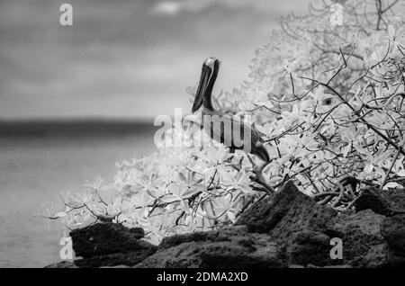 Brown Pelican Bird thront auf Felsen vor Mangrovenbaum. In Schwarz-Weiß-Filter. Stockfoto
