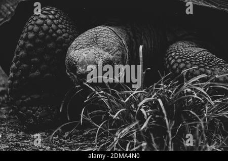 Nahaufnahme der Riesenschildkröte auf Galapagos Island Stockfoto