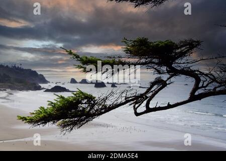 Krumholtz Baumzweige mit Meeresstapeln im Hintergrund in der Nähe von Cannon Beach, Oregon Coast Stockfoto