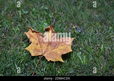 Leaf From A Norway Maple Tree In Autumn Stockfoto