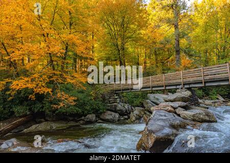 Brücke verschwindet in hellen Herbstfarben in Great Smoky Mountains Nationalpark Stockfoto