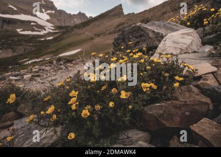 Yellow Flowers Grow out of Rocks in Front of Piegan Pass Trail in the summer Stock Photo