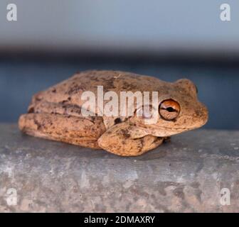 Nördlicher Laughing Tree Frog (Litoria rothii) auf einem Geländer, Kimberley, Westaustralien Stockfoto