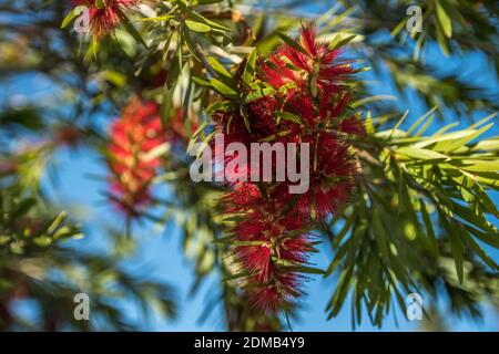 Botllebush Baum Pflanze in Palm Springs, Kalifornien Stockfoto