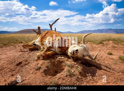 Tote Kuh liegt auf Wüstenstumpf mit Schädel beginnt durch Fell in Arizona Wüste zeigen. Stockfoto