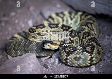 Black tailed Klapperschlange aufgerollt mit Zunge aus in Nahaufnahme Low-Angle-Bild aus Arizona. Stockfoto