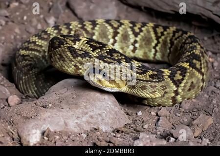 Schwarze Schwanzrattlesnake auf Schmutz Boden bis nahe Low-Angle-Ansicht gewickelt. Stockfoto