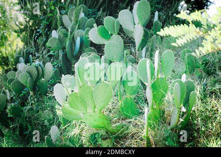 Kaktus in natürlicher Umgebung im Sommer. Opuntia Oricola Stockfoto