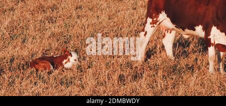 Große schöne Bild von einem schönen und niedlichen Baby Kuh Kalb und Mutterkuh auf Gras Stockfoto