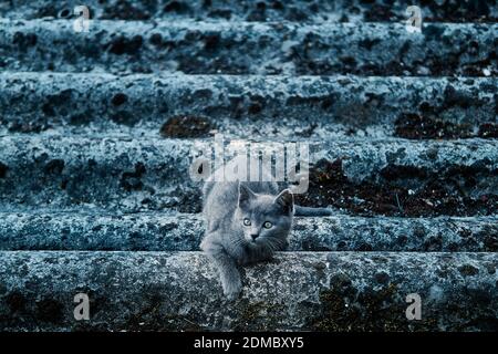 Eine selektive Aufnahme einer niedlichen Katze auf Treppen Stockfoto