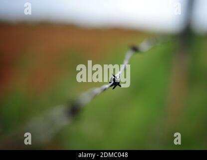 Subsistenzbauern in Südafrikas ländlichen Gebieten wie Limpopo arbeiten das Land während der Regenzeit, um ihre Familien zu ernähren. Stockfoto