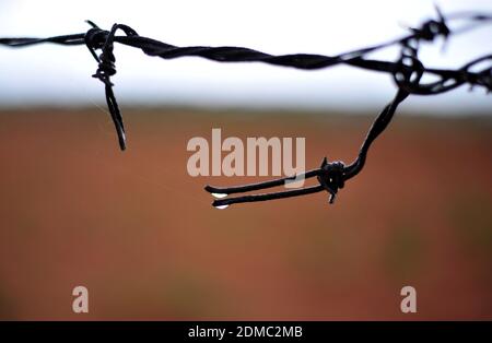 Subsistenzbauern in Südafrikas ländlichen Gebieten wie Limpopo arbeiten das Land während der Regenzeit, um ihre Familien zu ernähren. Stockfoto