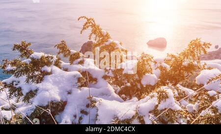 Wacholderzweige und Zapfen unter Schnee und Eis, beleuchtet durch Sonnenlicht. Juniperus oxycedrus. Winterzeit. wacholderbeeren unter Schnee. Das Konzept von Stockfoto