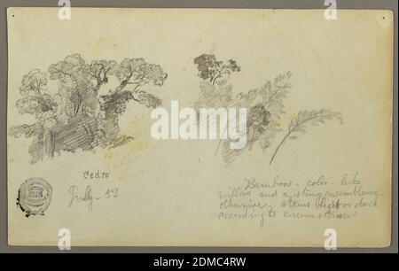 Botanical Studies from Columbia, Frederic Edwin Church, American, 1826–1900, Graphit auf Papier, Horizontale Ansicht von zwei Baumgruppen, Juli 1853, Naturstudien, Zeichnung Stockfoto