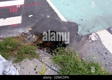 Ein kleines Sinkhole und ein früherer Asphaltfleck dieses Sinkholes an einem New York City Crosswalk. 23. August 2020. Stockfoto