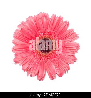 Rot rosa Gerbera Blume Nahaufnahme isolieren auf weißem Hintergrund mit Tau Wassertropfen. Studio Schuss Draufsicht der flachen Lay. Stockfoto