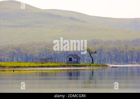 A lone bald tree grows next to a small house on a desert island. Islands of Primorsky Krai, Russia Stock Photo