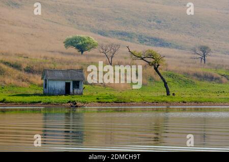 A lone bald tree grows next to a small house on a desert island. Islands of Primorsky Krai, Russia Stock Photo