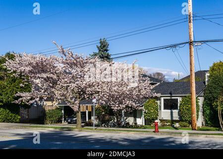 RICHMOND, KANADA - 05. APRIL 2020: Blick auf die Stadt im Frühling Kirschblütensaison Sonnentag blühende Schönheit am sonnigen Frühlingstag. Stockfoto