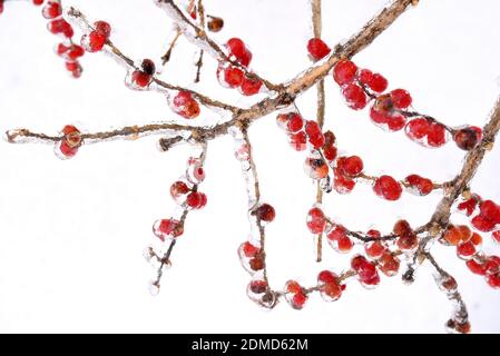 Gefrorene rote Beeren auf einem Zweig in Eis und Schnee An einem Wintertag in russland Stockfoto