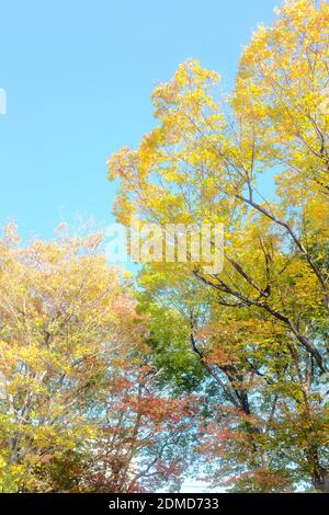 Eine vertikale Aufnahme von bunten Bäumen im Herbst Stockfoto