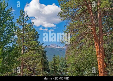 Distant Peak erscheint durch die Western Pines in Rocky Mountain Nationalpark in Colorado Stockfoto