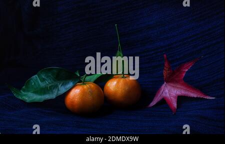 Zwei Mandarinen und ein rotes Ahornblatt auf blauem Dunkel Hintergrund Stockfoto