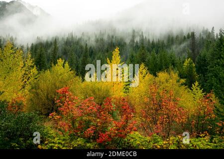 WA18753-00...WASHINGTON - EIN nebliger Herbstmorgen im Icicle Creek Valley des Wenatchee National Forest. Stockfoto