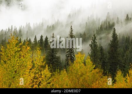 WA18754-00...WASHINGTON - EIN nebliger Herbstmorgen im Icicle Creek Valley des Wenatchee National Forest. Stockfoto