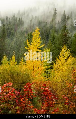 WA18756-00...WASHINGTON - EIN nebliger Herbstmorgen im Icicle Creek Valley des Wenatchee National Forest. Stockfoto