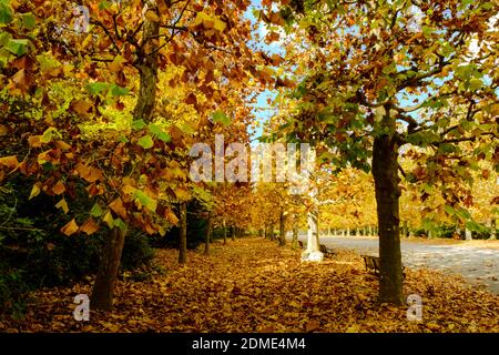 Herbst in Japan Stockfoto