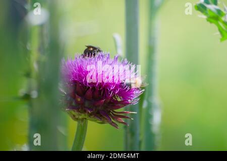 Insekten sammeln Nektar und Pollen aus einer blühenden Distelblüte im späten Frühjahr. Stockfoto